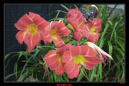 Red and Yellow Lilies